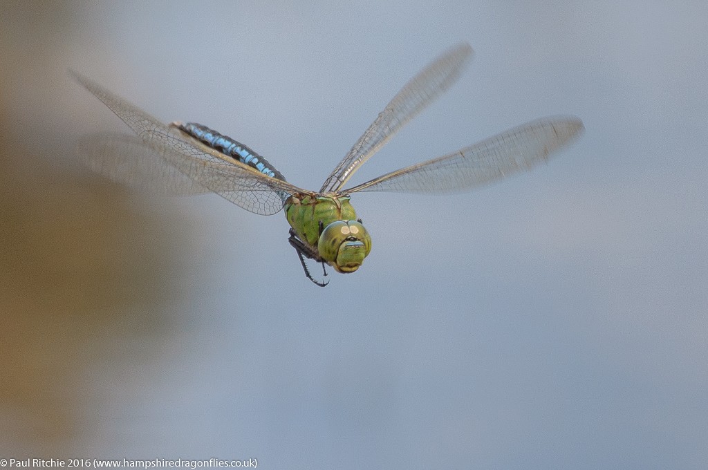 Emperor Dragonfly (Anax imperator) - male