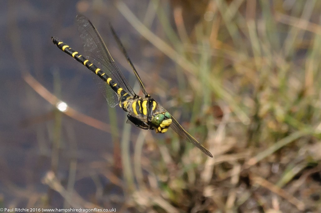 Golden Ringed Dragonfly (Cordulegaster boltonii) - male