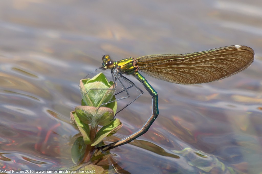 Beautiful Demoiselle (Calopteryx virgo) - male