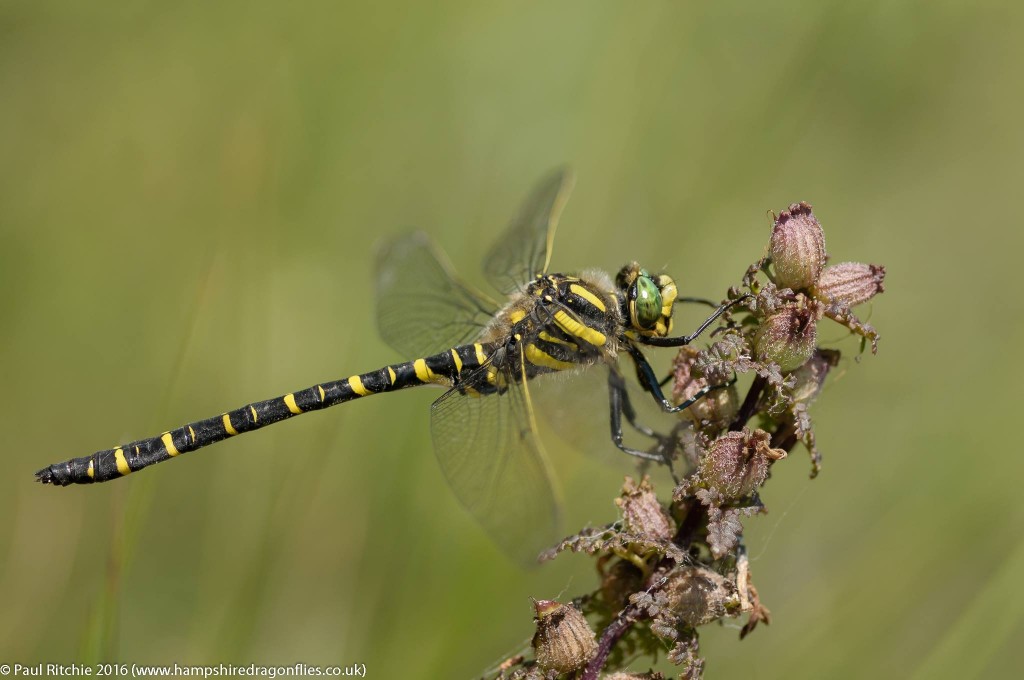 Golden Ringed Dragonfly (Cordulegaster boltonii) - male