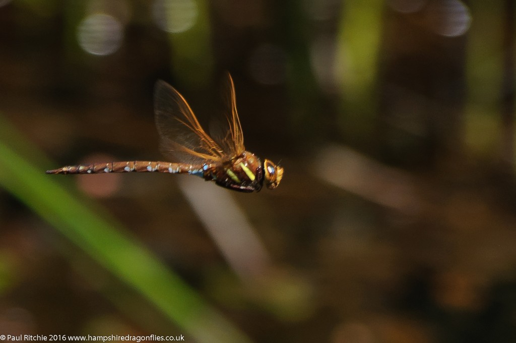 Brown Hawker (Aeshna grandis) - male in-flight