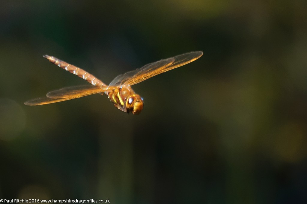 Brown Hawker (Aeshna grandis) - male in-flight