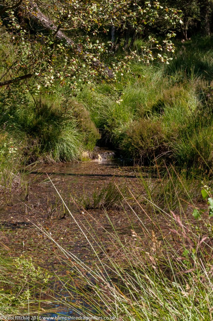 The Muddy Pool