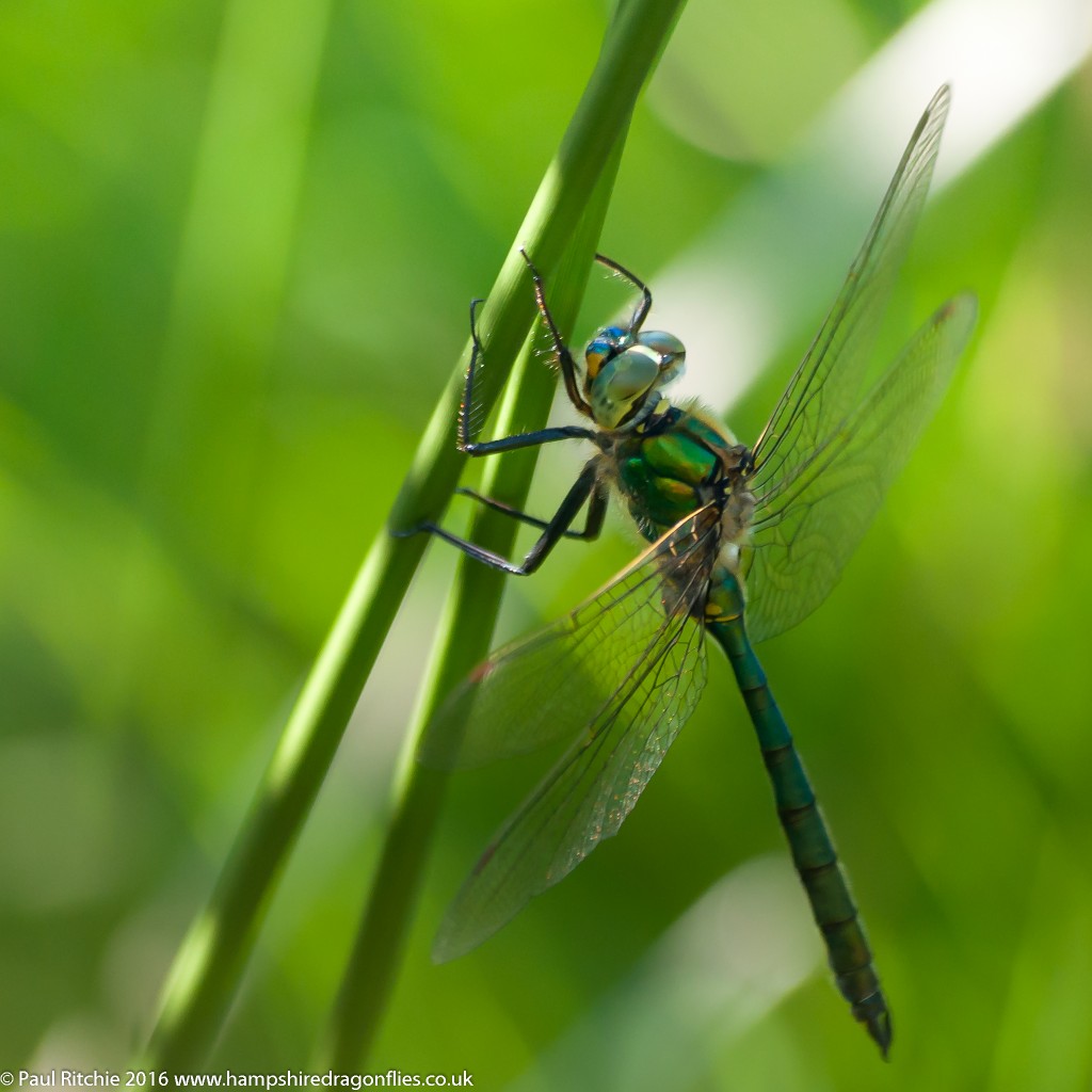 Brilliant Emerald (Somatochlora metallica) - male