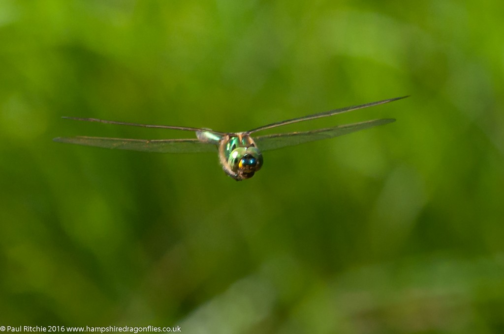 Brilliant Emerald (Somatochlora metallica) - male