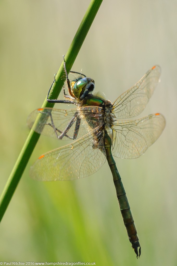 Brilliant Emerald (Somatochlora metallica) - male