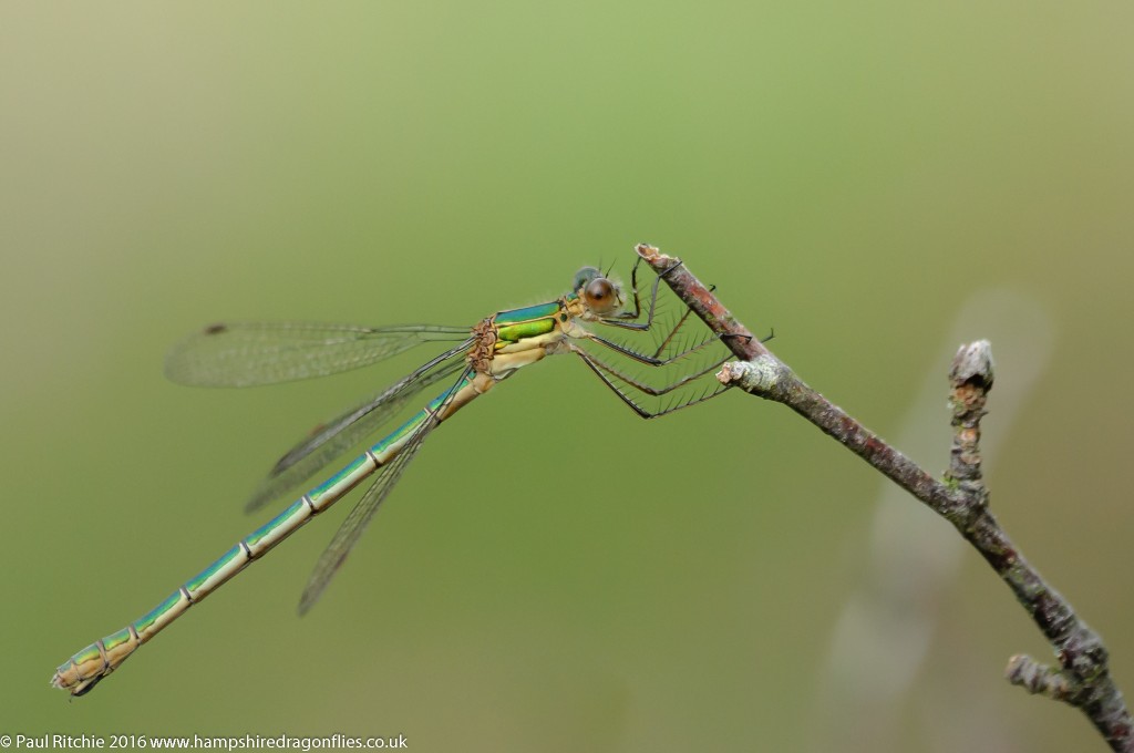 Common Emerald (Lestes sponsa) - female