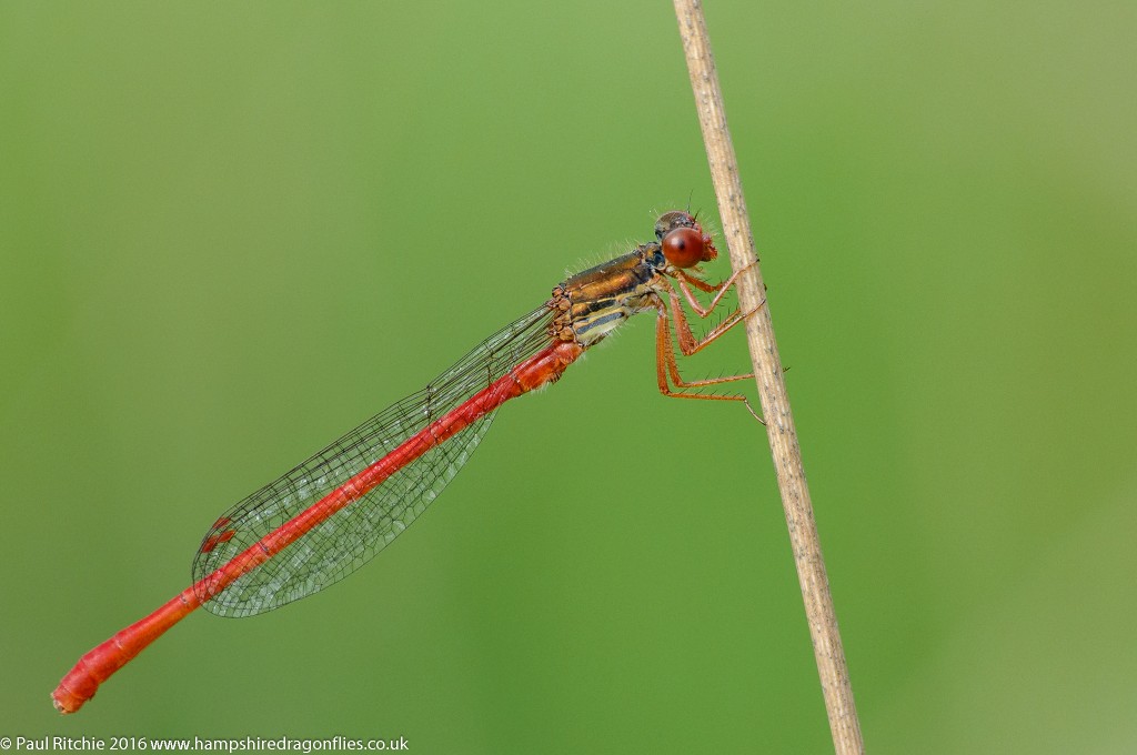 Small Red Damselfly (Ceriagrion tenellum) - male