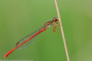Small Red Damselfly (Ceriagrion tenellum) - male