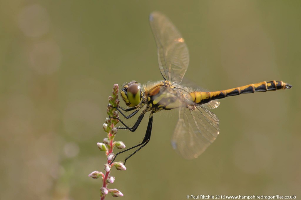 Black Darter (Sympetrum danae) - teneral male