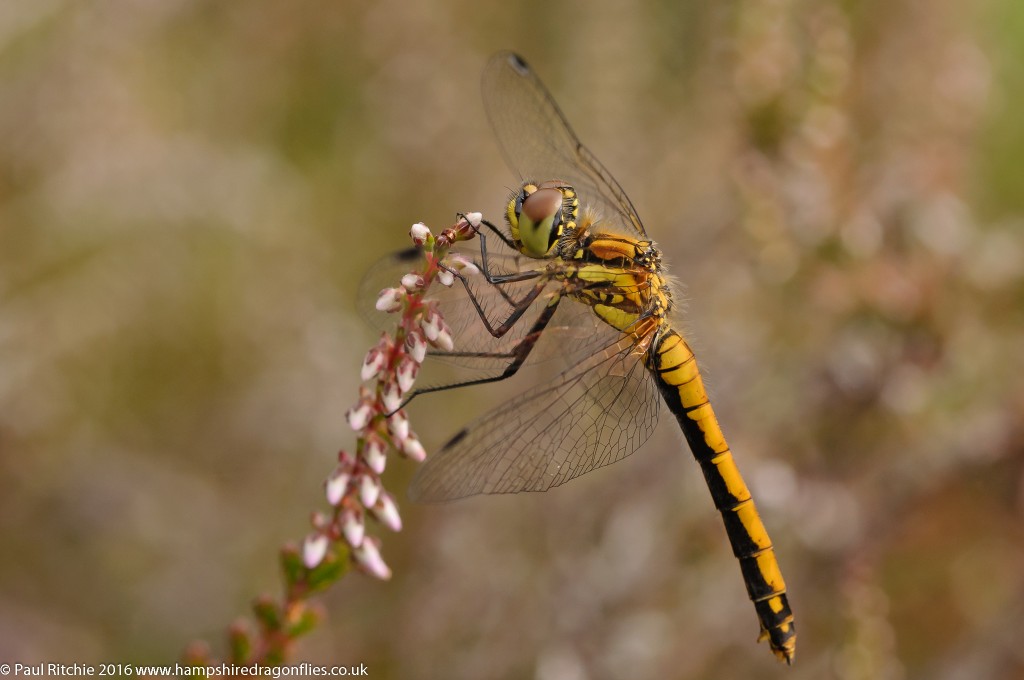 Black Darter (Sympetrum danae) - female