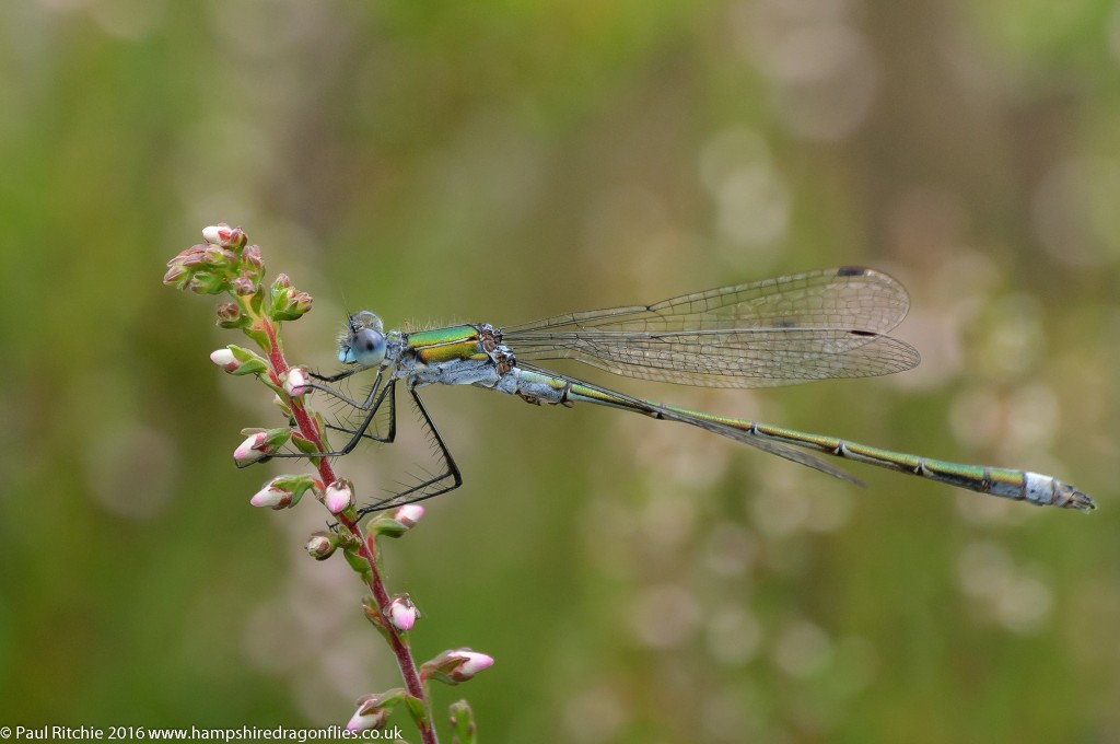 Common Emerald (Lestes sponsa) - male