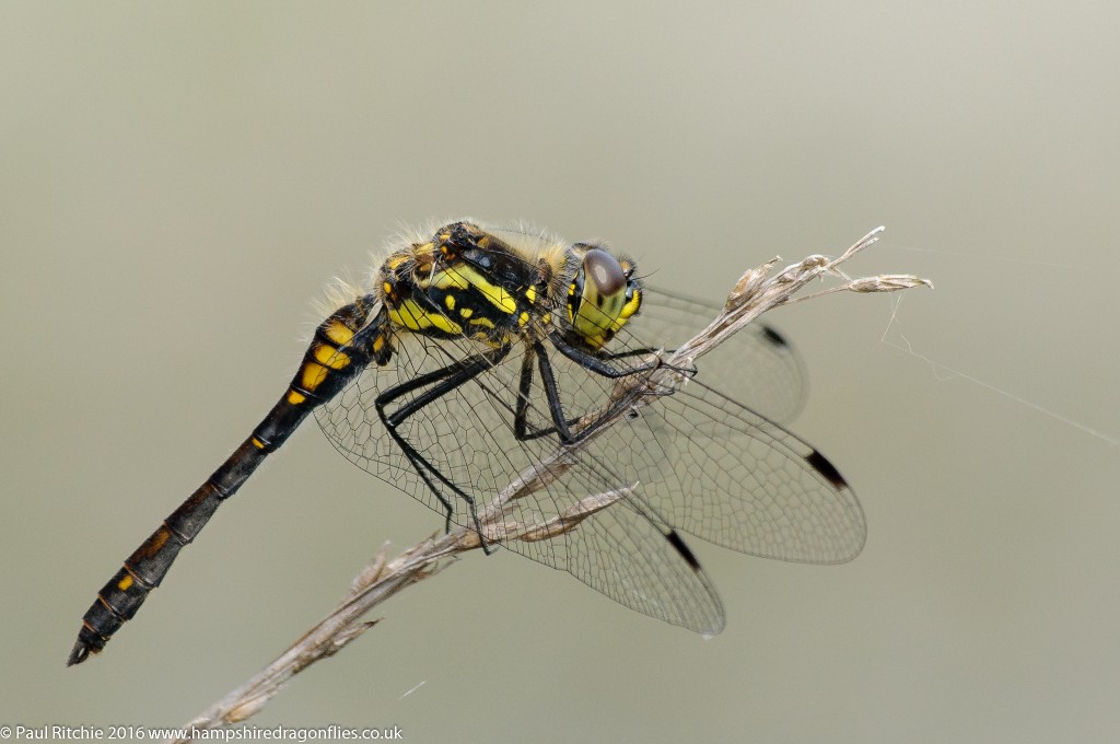 Black Darter (Sympetrum danae) - male, Hurn, Dorset - 17/07/2016