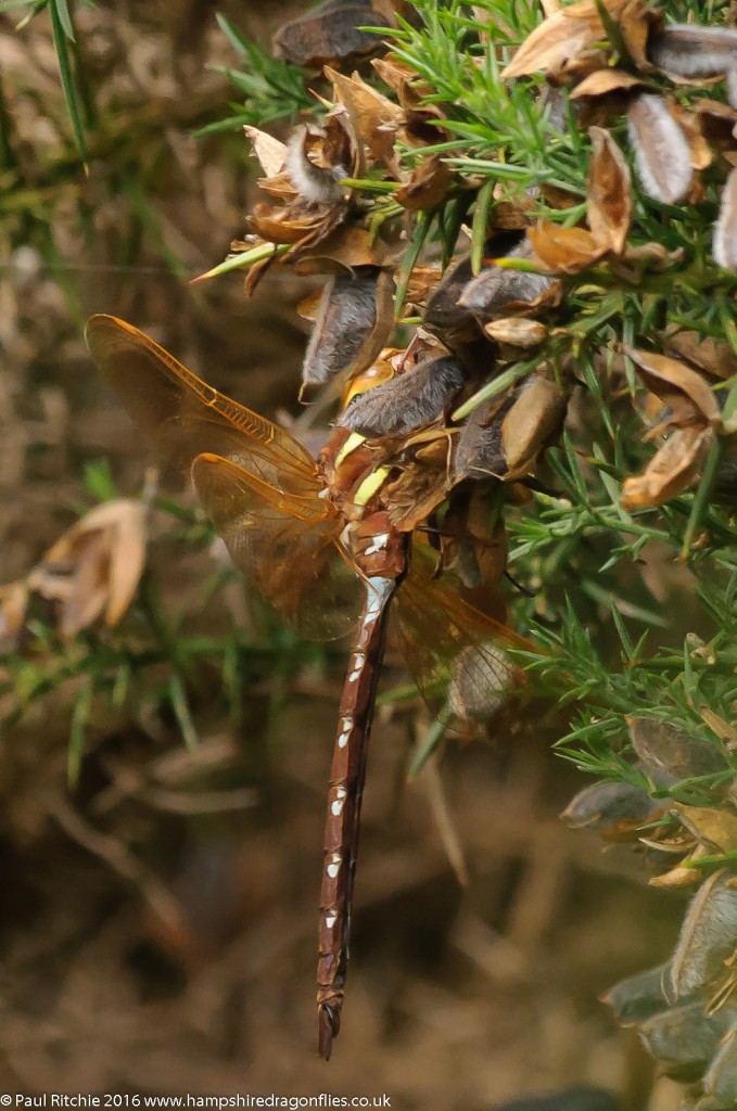 Brown Hawker (Aeshna grandis) - male