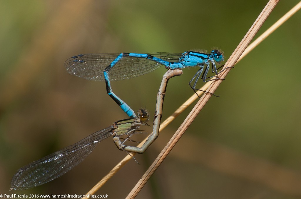 Common Blue (Enallagma cyathigerum) - pair in-cop