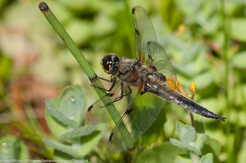 Four-spotted Chaser (Libellula quadrimaculata) - male