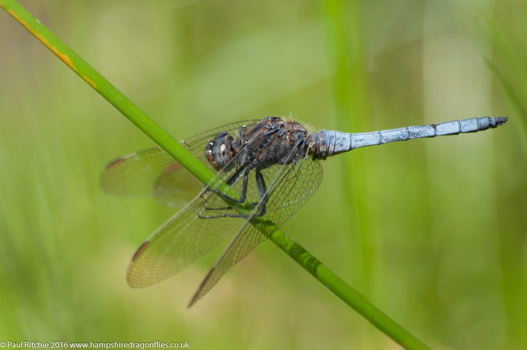 Keeled Skimmer (Orthetrum coerulescens) - male