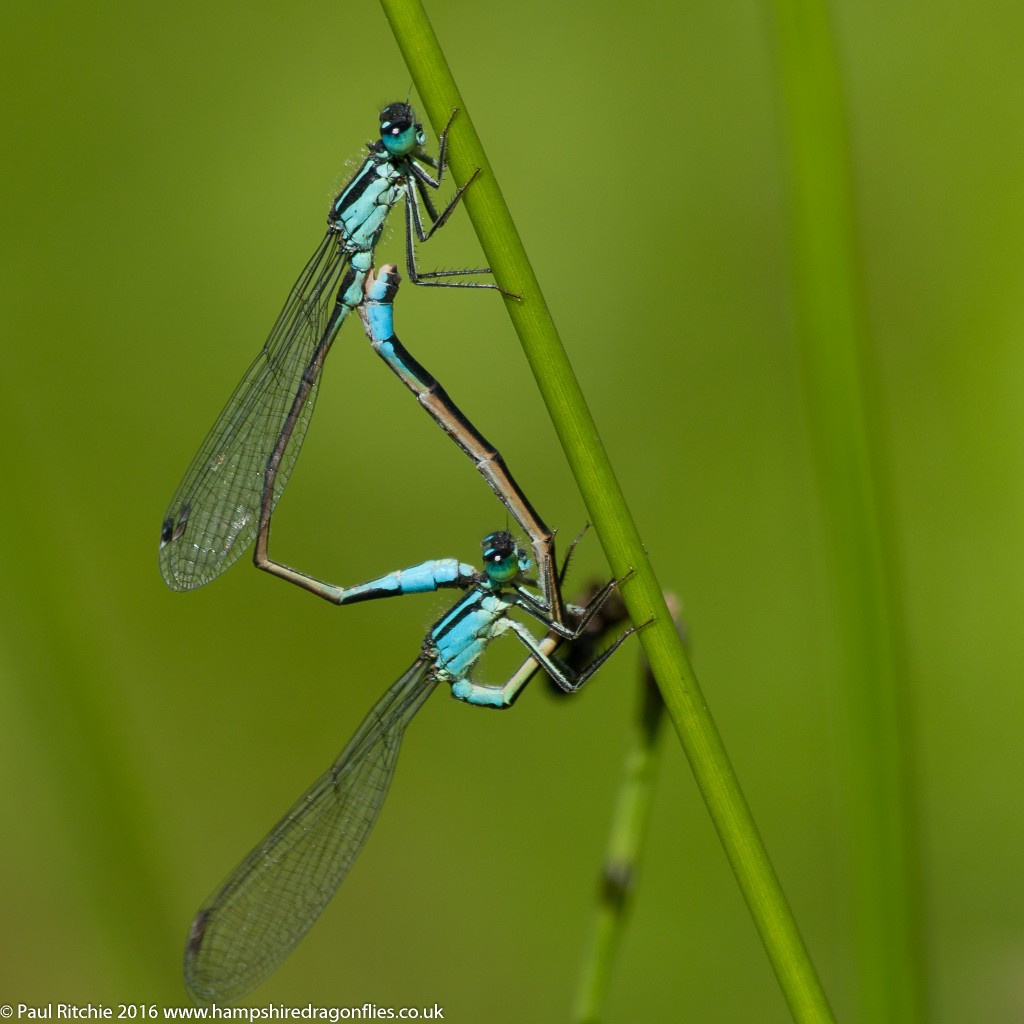 Blue-tailed Damselfly (Ischnura elegans) - pair in-cop