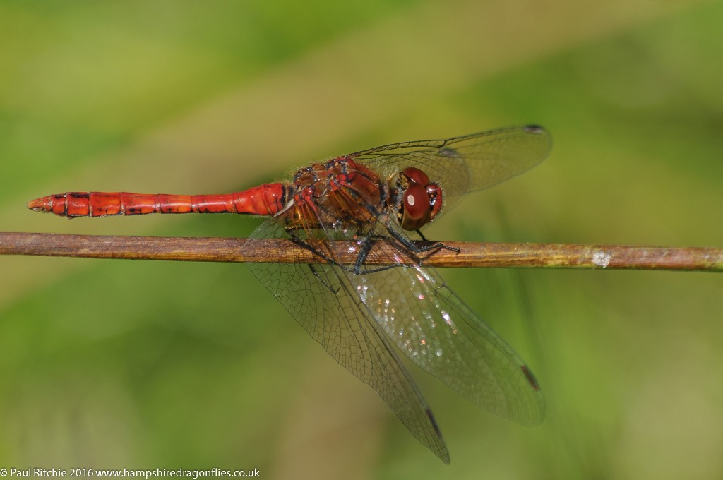 Ruddy Darter (Sympetrum sanguineum) - male