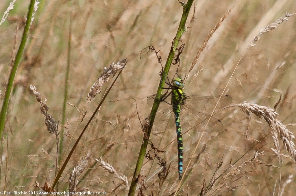 Southern Hawker (Aeshna cyanea) - male