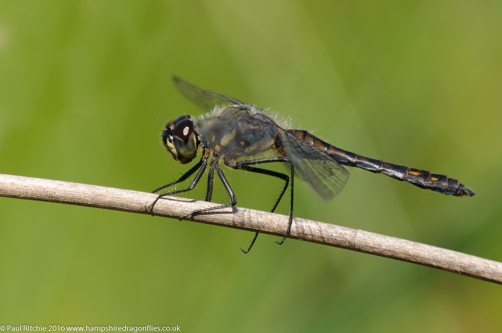 Black Darter (Sympetrum danae) - male