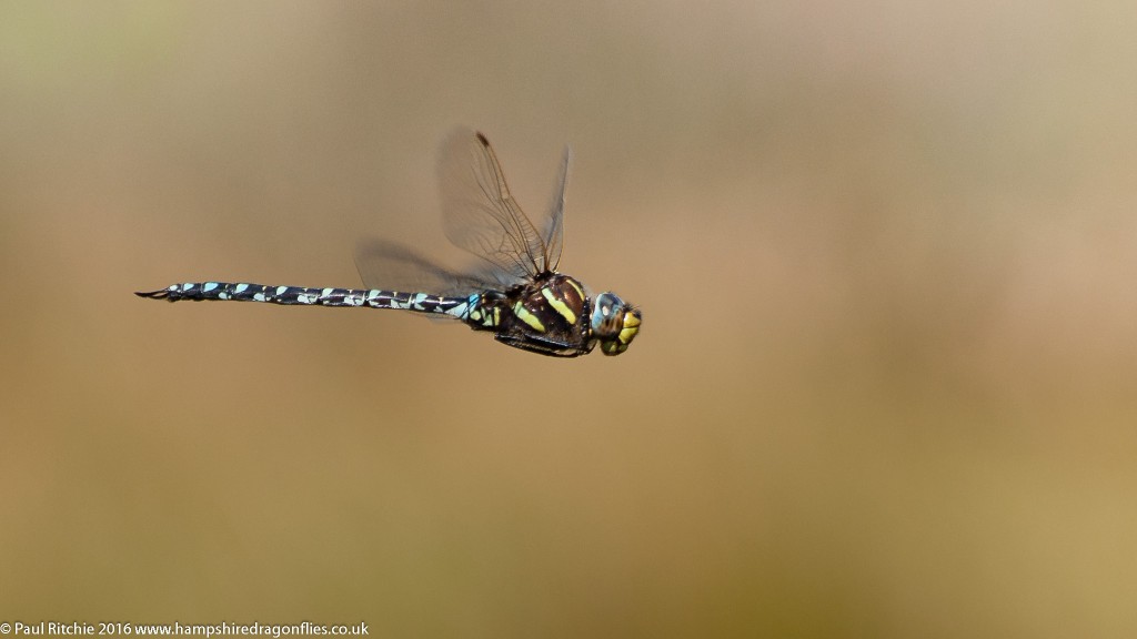 Moorland Hawker (Aeshna juncea) - male