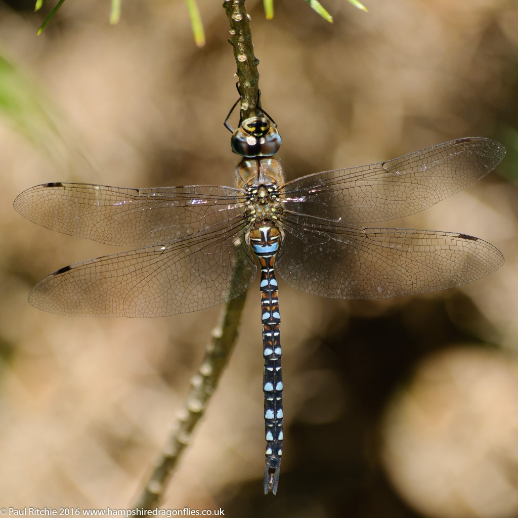 Migrant Hawker (Aeshna mixta) - immature male