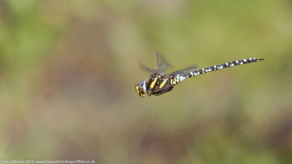 Moorland Hawker (Aeshna juncea) - male