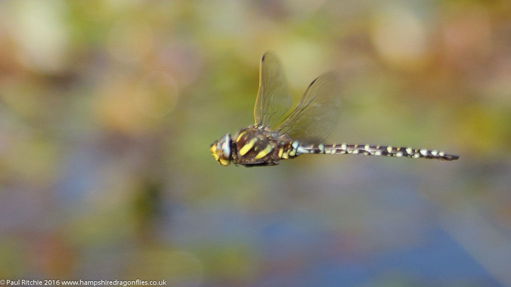 Moorland Hawker (Aeshna juncea) - male