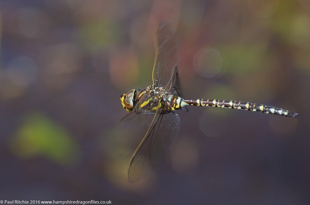 Moorland Hawker (Aeshna juncea) - male