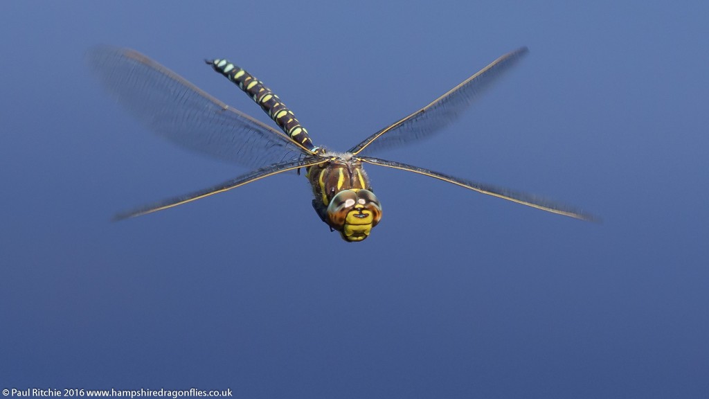 Moorland Hawker (Aeshna juncea) - male