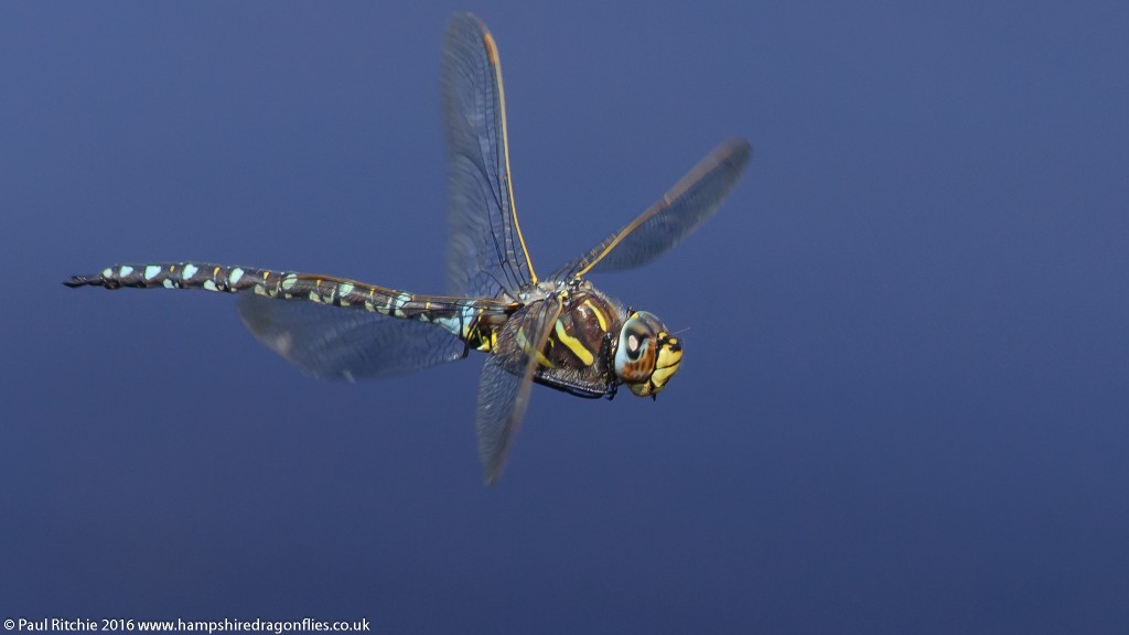 Moorland Hawker (Aeshna juncea) - male