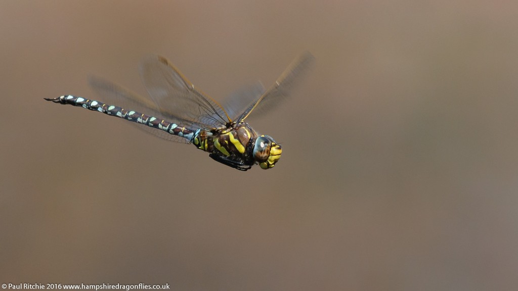 Moorland Hawker (Aeshna juncea) - male