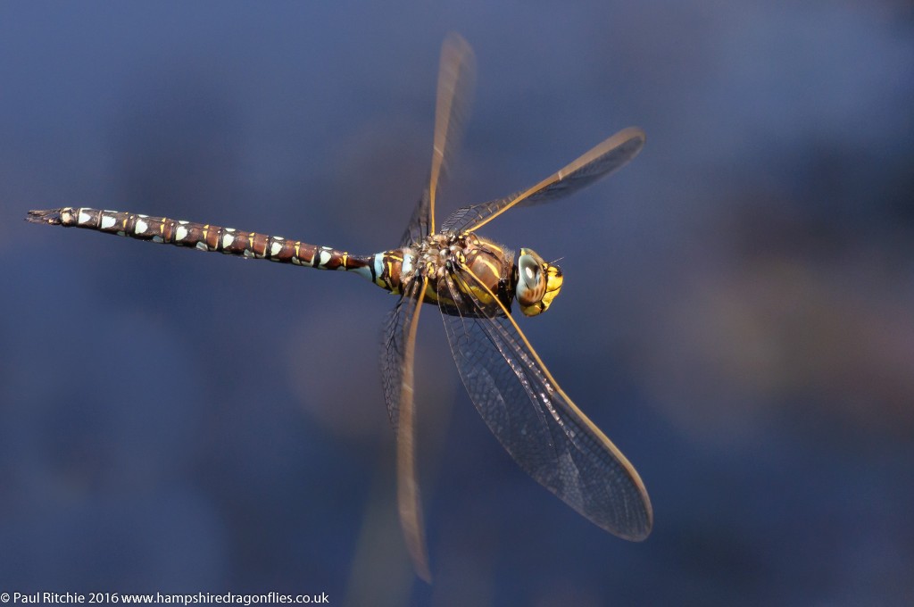 Moorland Hawker (Aeshna juncea) - male