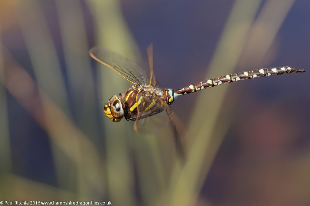 Moorland Hawker (Aeshna juncea) - male