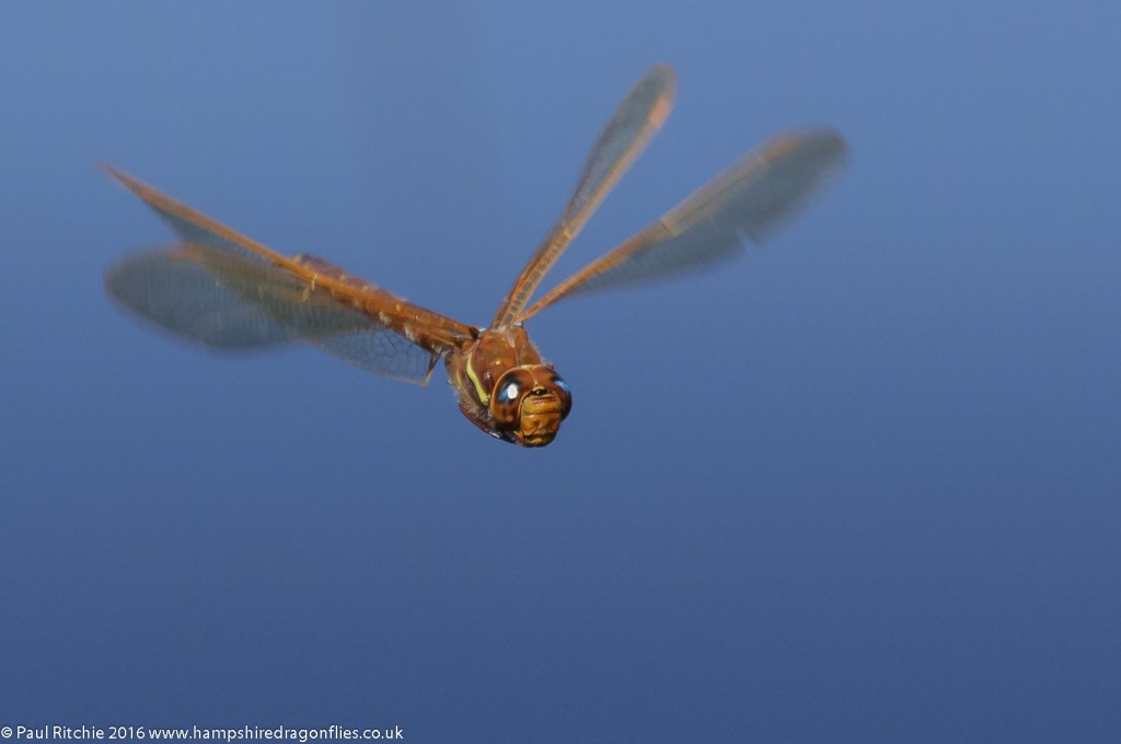 Brown Hawker (Aeshna grandis) - male