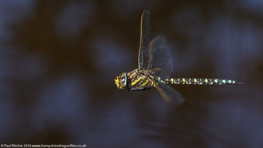 Moorland Hawker (Aeshna juncea) - male