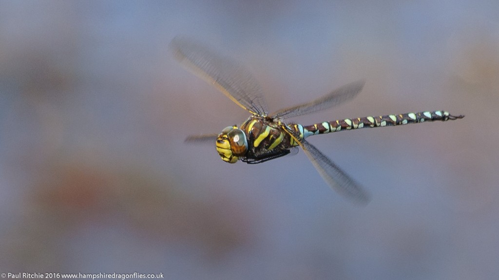 Moorland Hawker (Aeshna juncea) - male