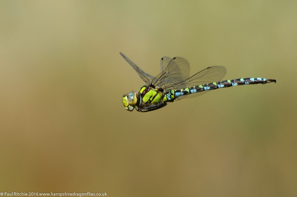 Southern Hawker (Aeshna cyanea) - male