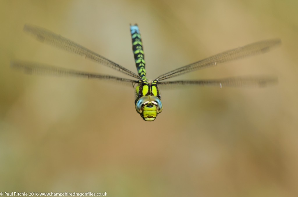 Southern Hawker (Aeshna cyanea) - male