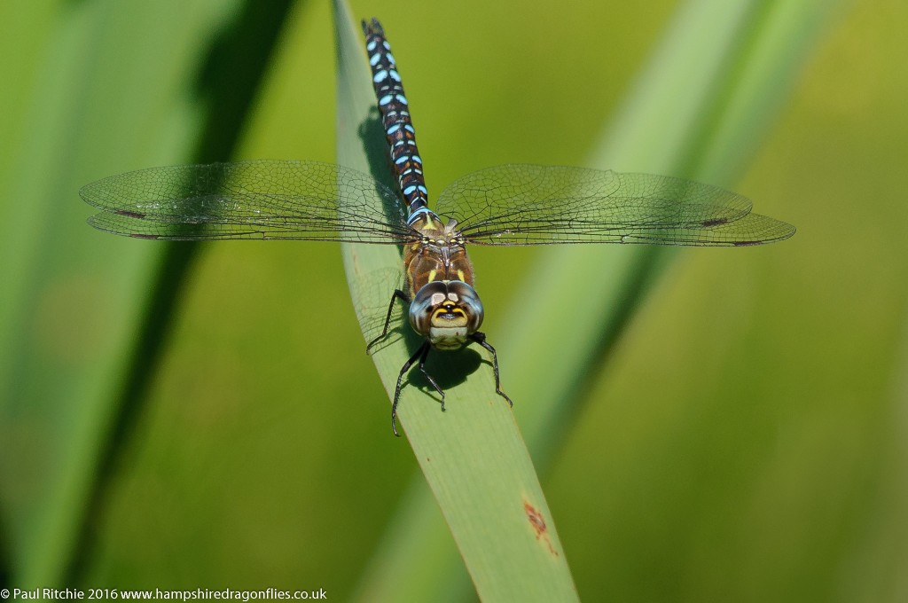 Migrant Hawker (Aeshna mixta) - male