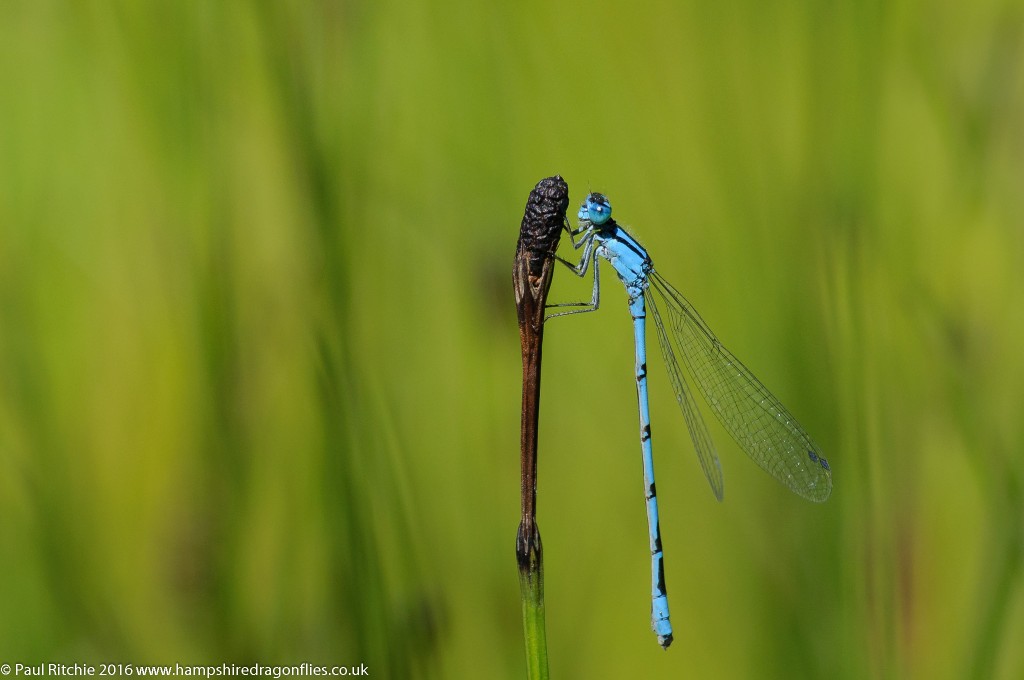 Common Blue Damselfly (Enallagma cyathigerum) - male