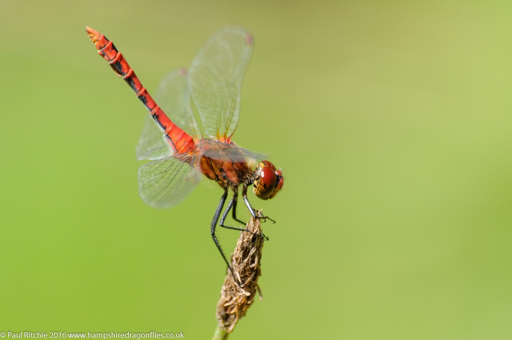 Ruddy Darter (Sympetrum sanguineum) - male