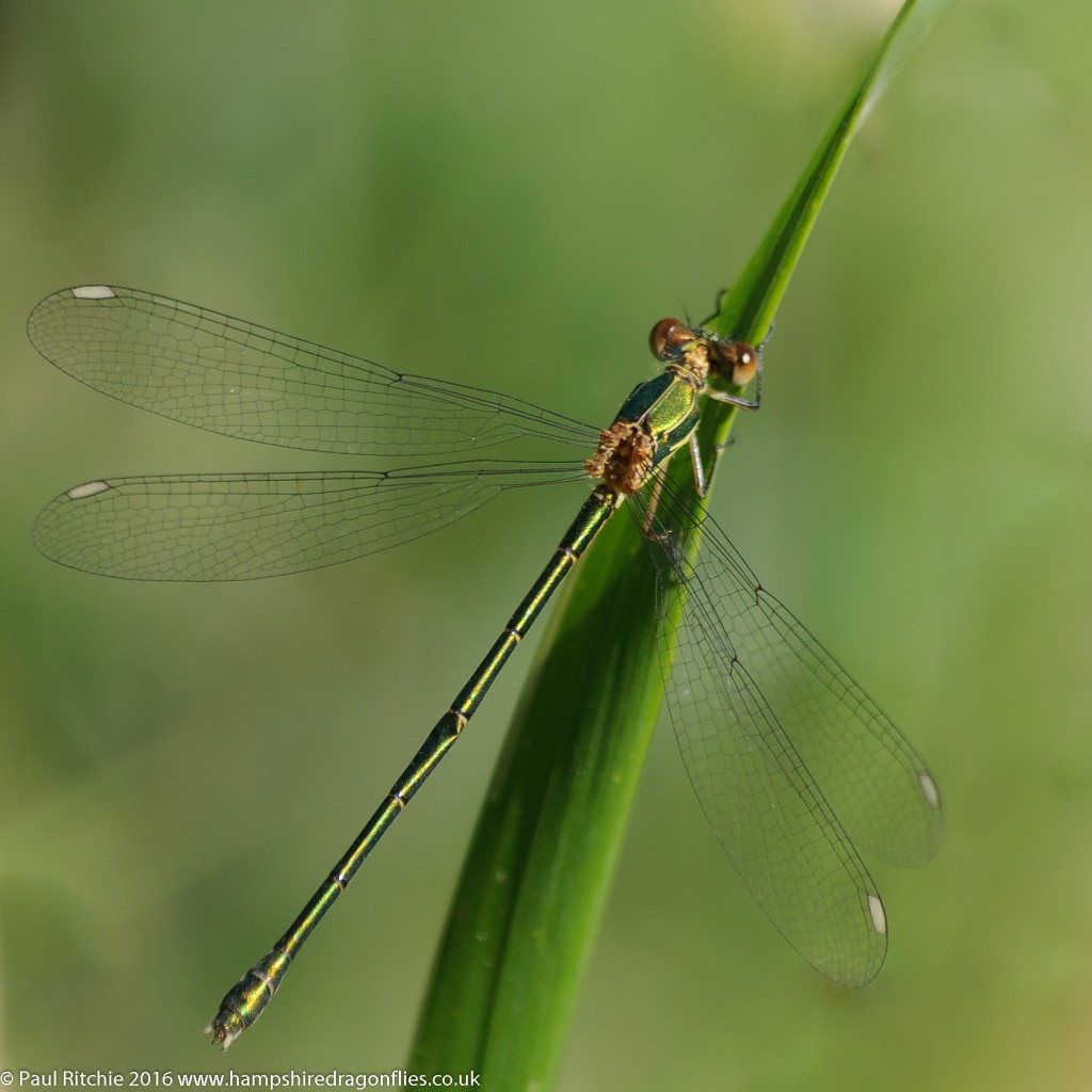 Willow Emerald (Lestes viridis) - immature male