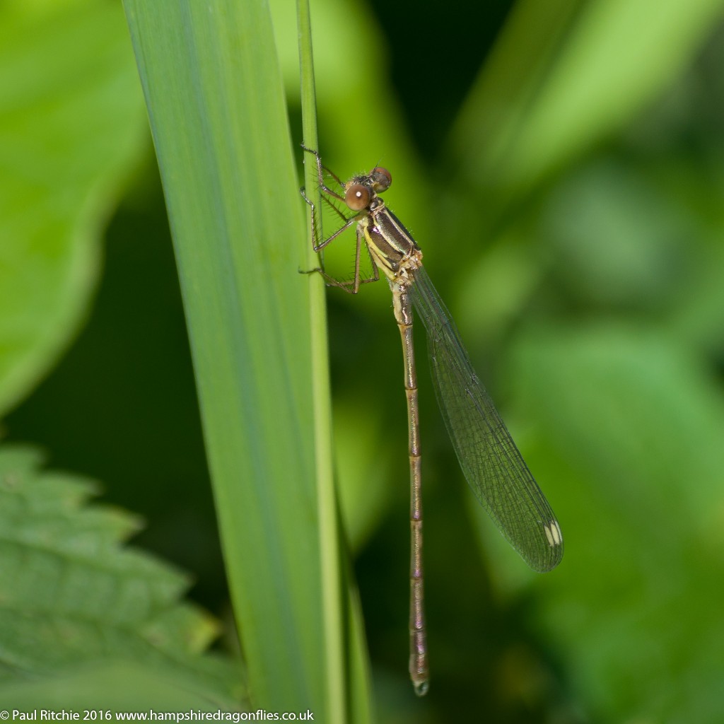 Willow Emerald (Chalcolestes viridis) - teneral male