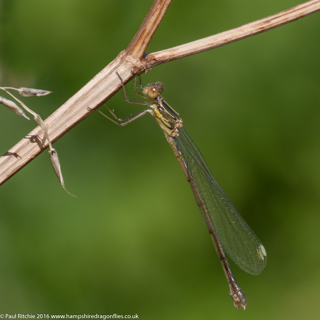 Willow Emerald (Chalcolestes viridis) - teneral female