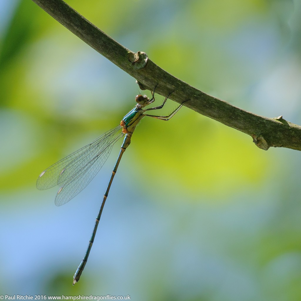 Willow Emerald (Chalcolestes viridis) - immature male