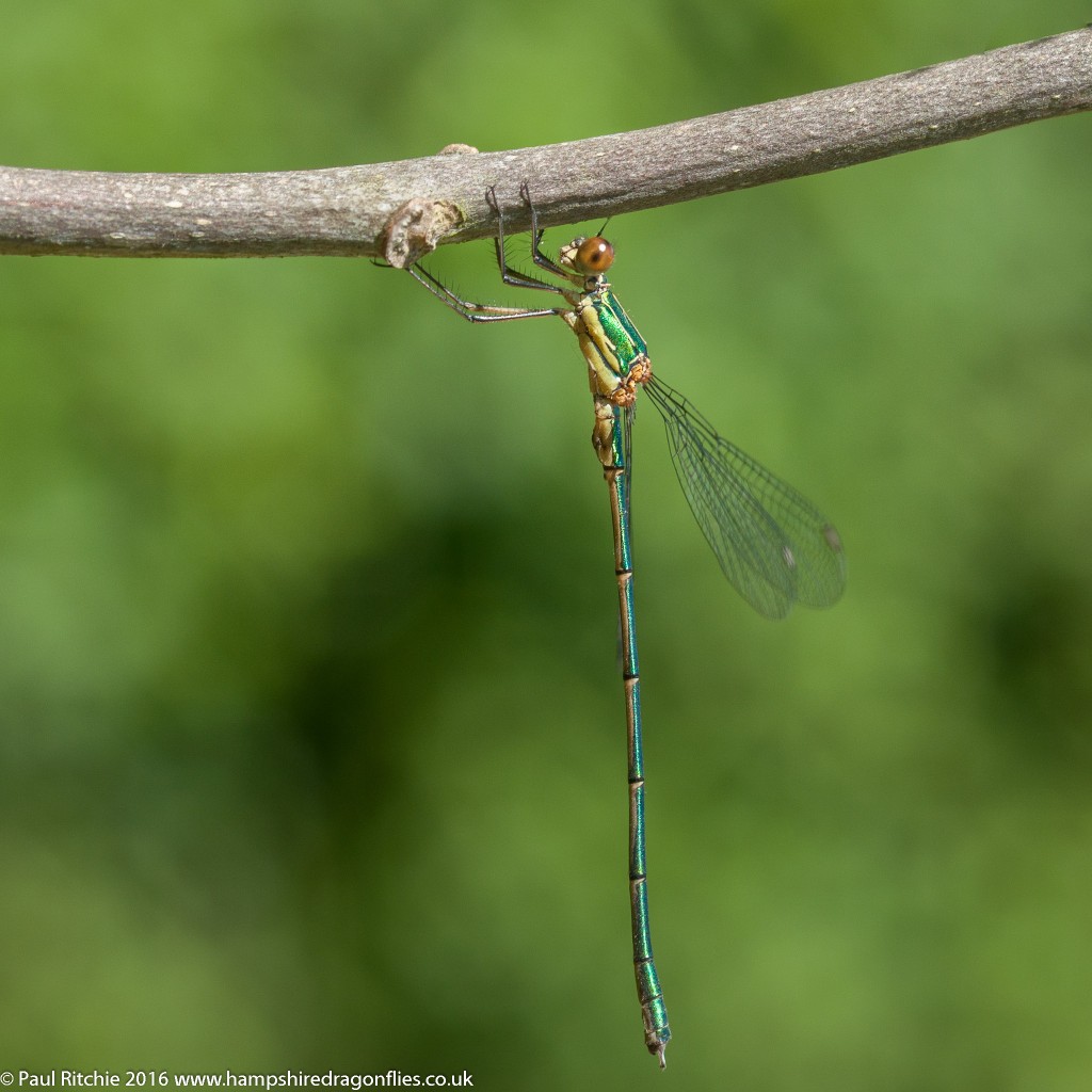 Willow Emerald (Chalcolestes viridis) - immature male