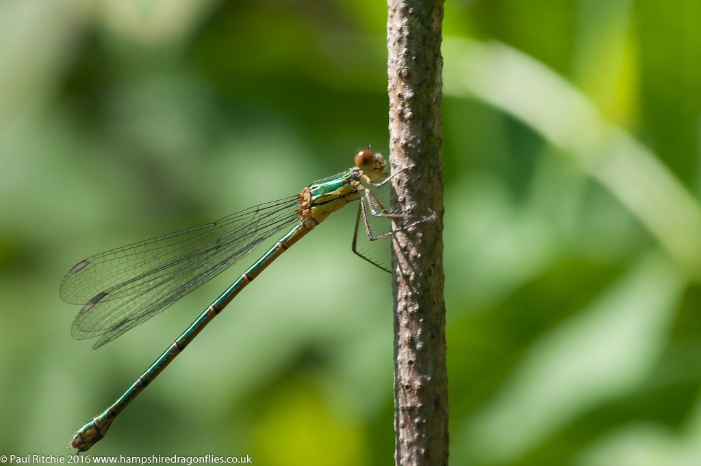 Willow Emerald (Chalcolestes viridis) - immature female