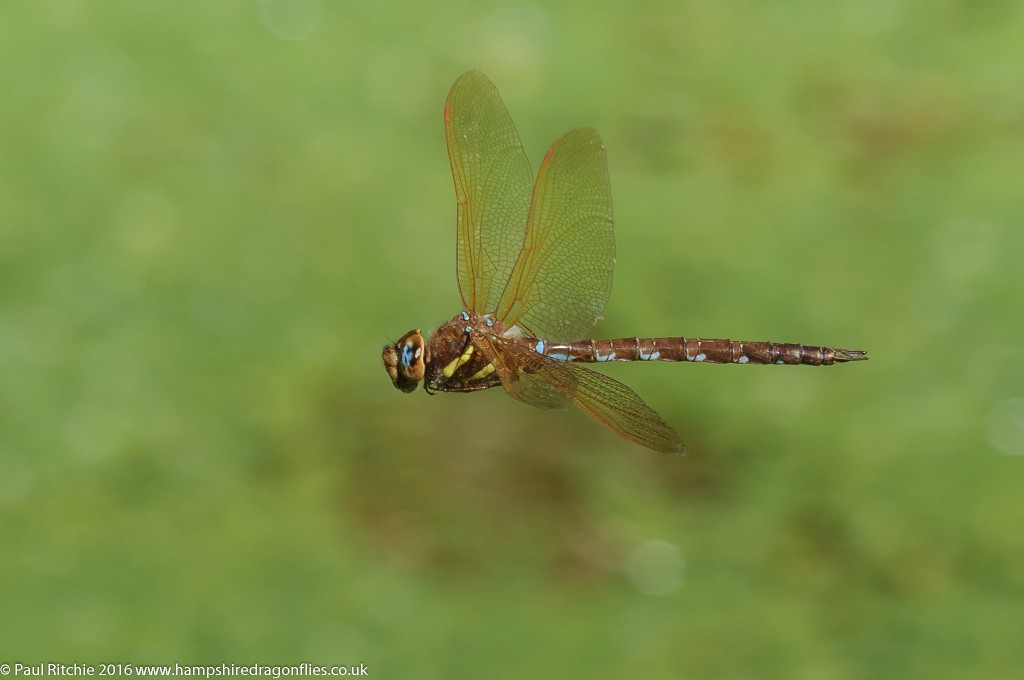 Brown Hawker (Aeshna grandis) - male